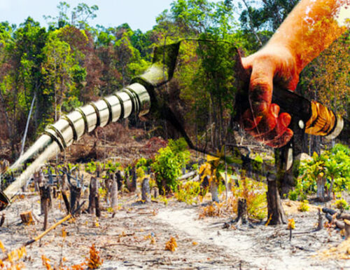 Frodi sul biodiesel: “Olio di palma spacciato per scarto di cucina”